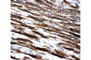 IHC-P: Apoptosis-Inducing Factor antibody testing of rat heart tissue (AIF anticorps  (C-Term))