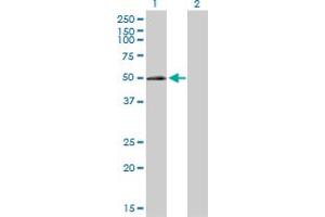Western Blot analysis of ELK3 expression in transfected 293T cell line by ELK3 MaxPab polyclonal antibody.