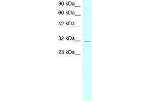Human HepG2; WB Suggested Anti-ASGR2 Antibody Titration: 4. (Asialoglycoprotein Receptor 2 anticorps  (N-Term))