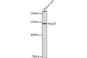 Western blot analysis of extracts of Mouse liver, using IL6ST Rabbit pAb (ABIN7268004) at 1:1000 dilution.