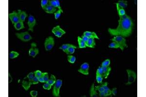 Immunofluorescence staining of MCF-7 cells with ABIN7163593 at 1:200, counter-stained with DAPI. (GP6 anticorps  (AA 115-265))