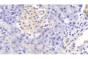 Detection of COX2 in Rat Pancreas Tissue using Polyclonal Antibody to Cytochrome C Oxidase Subunit II (COX2)