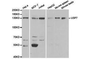 Western Blotting (WB) image for anti-Ubiquitin Specific Peptidase 7 (Herpes Virus-Associated) (USP7) antibody (ABIN1875302) (USP7 anticorps)