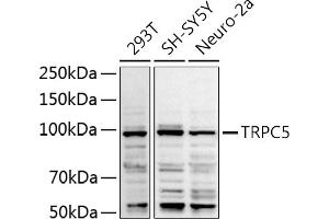 Western blot analysis of extracts of various cell lines, using TRPC5 antibody (ABIN6128835, ABIN6149578, ABIN6149579 and ABIN6214219) at 1:1000 dilution.