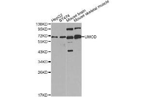 Western blot analysis of extracts of various cell lines, using UMOD Antibody. (Uromodulin anticorps)