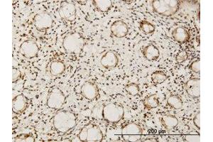 Image no. 1 for anti-Hairy/enhancer-of-Split Related with YRPW Motif-Like (HEYL) (AA 221-327) antibody (ABIN599209) (HEYL anticorps  (AA 221-327))