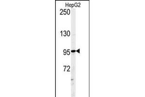 Western blot analysis of ATXN2L Antibody (C-term) (ABIN651376 and ABIN2840210) in HepG2 cell line lysates (35 μg/lane). (Ataxin 2-Like anticorps  (C-Term))