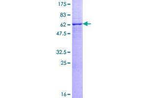 Image no. 1 for Glycerophosphodiester Phosphodiesterase 1 (GDE1) (AA 1-331) protein (GST tag) (ABIN1354952)