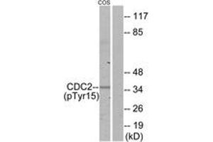 Western blot analysis of extracts from COS7 cells, using CDC2 (Phospho-Tyr15) Antibody. (CDK1 anticorps  (pTyr15))