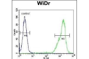 Z Antibody (N-term) (ABIN654759 and ABIN2844443) flow cytometric analysis of WiDr cells (right histogram) compared to a negative control cell (left histogram). (ZNF180 anticorps  (N-Term))
