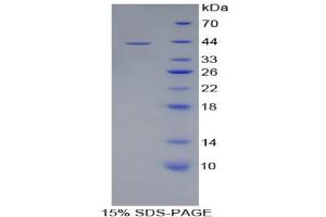 SDS-PAGE analysis of Glycophorin C Protein. (CD236/GYPC Protéine)