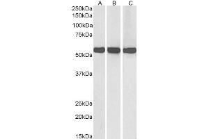 ABIN571123 (0. (GLUD1 / GLUD2 (Internal Region) anticorps)