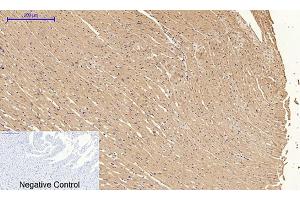 Immunohistochemical analysis of paraffin-embedded rat heart tissue. (Cyclin A anticorps  (AA 190-270))