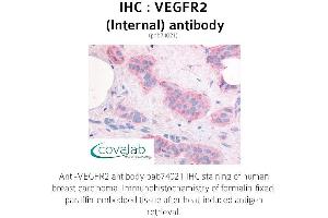 Image no. 1 for anti-VEGF Receptor 2 (VEGFR2) (Internal Region) antibody (ABIN1740694) (VEGFR2/CD309 anticorps  (Internal Region))