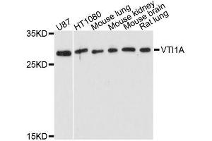 Western blot analysis of extracts of various cell lines, using VTI1A antibody. (VTI1A anticorps  (AA 1-180))