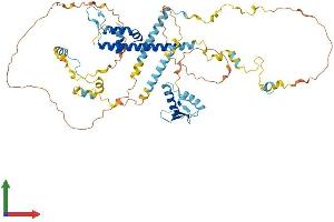AlphaFold protein structure predicition of Mouse Recombinant Rec8 Protein, UniprotID Q8C5S7