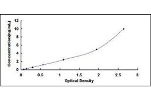 Typical standard curve (ATP1B4 Kit ELISA)