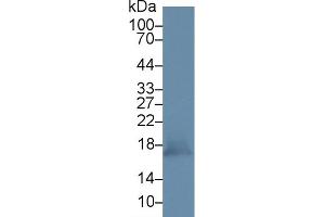 Detection of PRDX5 in Mouse Kidney lysate using Polyclonal Antibody to Peroxiredoxin 5 (PRDX5) (Peroxiredoxin 5 anticorps  (AA 49-210))