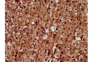 IHC image of ABIN7149870 diluted at 1:400 and staining in paraffin-embedded human adrenal gland tissue performed on a Leica BondTM system.