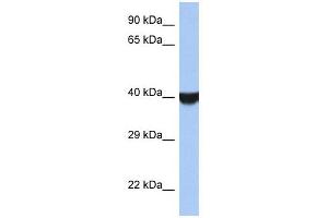 TMED8 antibody used at 1 ug/ml to detect target protein. (TMED8 anticorps  (Middle Region))