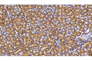 Detection of CASP1 in Mouse Kidney Tissue using Polyclonal Antibody to Caspase 1 (CASP1)