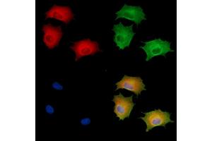 ABIN6261381 and ABIN6278681 staining  cells by IF/ICC. (DUSP14 anticorps  (Internal Region))
