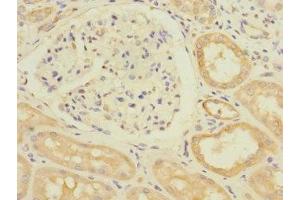 Immunohistochemistry of paraffin-embedded human kidney tissue using ABIN7171184 at dilution of 1:100 (HERV-FRD Provirus Ancestral Env Polyprotein (Herv-frd) (AA 16-250) anticorps)