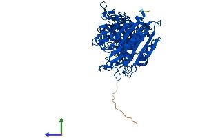 AlphaFold protein structure predicition of Human Recombinant LAP3 Protein, UniprotID P28838