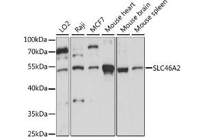 Western blot analysis of extracts of various cell lines, using SLC46A2 antibody (ABIN6293745) at 1:1000 dilution.