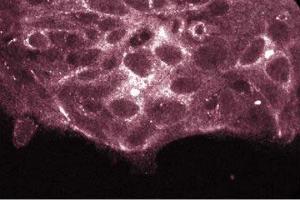 Immunofluorescence staining of HCT-8 cells.