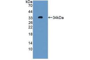 Western blot analysis of recombinant Rat OIT3. (OIT3 anticorps  (AA 251-524))