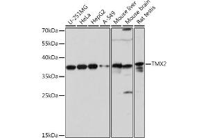 Western blot analysis of extracts of various cell lines, using TMX2 pAb (ABIN7270810) at 1:1000 dilution.