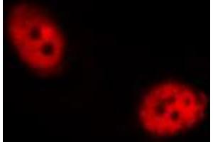 ABIN6267455 staining RAW264. (SHP1 anticorps  (pTyr536))