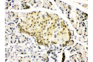 Anti- PAX6 Picoband antibody, IHC(P) IHC(P): Rat Pancreas Tissue (PAX6 anticorps  (Middle Region))