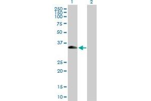 Western Blot analysis of XAF1 expression in transfected 293T cell line by XAF1 MaxPab polyclonal antibody. (XAF1 anticorps  (AA 1-301))