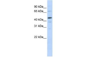Western Blotting (WB) image for anti-General Transcription Factor IIE, Polypeptide 1, alpha 56kDa (GTF2E1) antibody (ABIN2460130) (GTF2E1 anticorps)