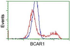 Image no. 8 for anti-Breast Cancer Anti-Estrogen Resistance 1 (BCAR1) antibody (ABIN1496834)