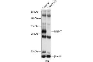 Western blot analysis of extracts of various cell lines, using NNMT antibody (ABIN7268908) at 1:500 dilution. (NNMT anticorps  (AA 1-264))