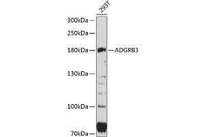 Western blot analysis of extracts of 293T cells, using  antibody (ABIN6127781, ABIN6136569, ABIN6136570 and ABIN6215520) at 1:3000 dilution. (BAI3 anticorps  (AA 70-280))