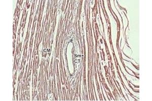 Expression of NCX1 in rat heart - Immunohistochemical staining of rat heart paraffin-embedded sections using Anti-NCX1 (SLC8A1) Antibody (ABIN7043754, ABIN7044875 and ABIN7044876), (1:100).