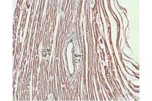 Expression of NCX1 in rat heart - Immunohistochemical staining of rat heart paraffin-embedded sections using Anti-NCX1 (SLC8A1) Antibody (ABIN7043754, ABIN7044875 and ABIN7044876), (1:100). (SLC8A1 anticorps  (3rd Intracellular Loop))