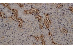 Immunohistochemistry of paraffin-embedded Mouse kidney using ANXA5 Polyclonal Antibody at dilution of 1:50 (Annexin V anticorps)