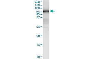 Immunoprecipitation of MMP3 transfected lysate using anti-MMP3 MaxPab rabbit polyclonal antibody and Protein A Magnetic Bead , and immunoblotted with MMP3 purified MaxPab mouse polyclonal antibody (B01P) .
