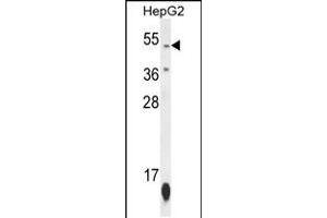 Western blot analysis in HepG2 cell line lysates (35ug/lane). (ZNF566 anticorps  (N-Term))