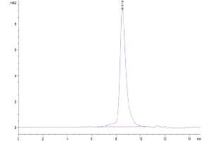 The purity of Cynomolgus CD7 is greater than 95 % as determined by SEC-HPLC.