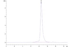 The purity of Cynomolgus CD7 is greater than 95 % as determined by SEC-HPLC. (CD7 Protein (CD7) (AA 26-180) (His tag))