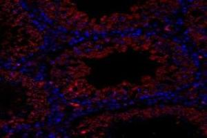 Immunofluorescent analysis of paraformaldehyde-fixed rat testis using,GPR120 (ABIN7074942) at dilution of 1: 2000