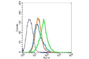 293FT cells probed with Rabbit Anti-RAI3 Polyclonal Antibody, Unconjugated  at 1:20 for 30 minutes followed by incubation with a conjugated secondary -FITC) (green) for 30 minutes compared to control cells (blue), secondary only (light blue) and isotype control (orange).