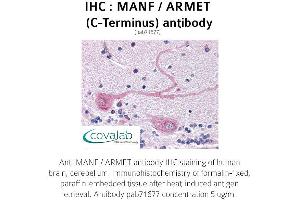 Image no. 1 for anti-Mesencephalic Astrocyte-Derived Neurotrophic Factor (MANF) (C-Term) antibody (ABIN1736691) (MANF anticorps  (C-Term))