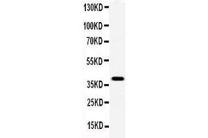 Anti-Serum Amyloid P Picoband antibody,  All lanes: Anti-Serum Amyloid P at 0. (APCS anticorps  (AA 21-224))